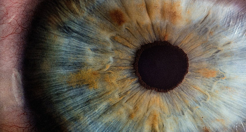 A Biological Look at Your Eyes